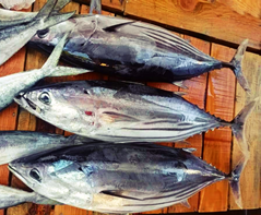 Figure 1: a. Katsuwonus pelamis. b. Syrian seawaters (Eastern Mediterranean Sea).