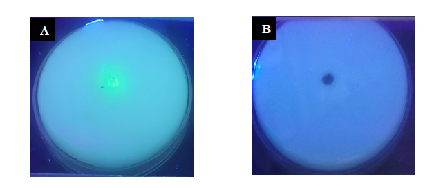 Figure 2: Aspergillus species on CAM medium plates observed under UV-light. A: Aspergillus flavus, B: Aspergillus niger.