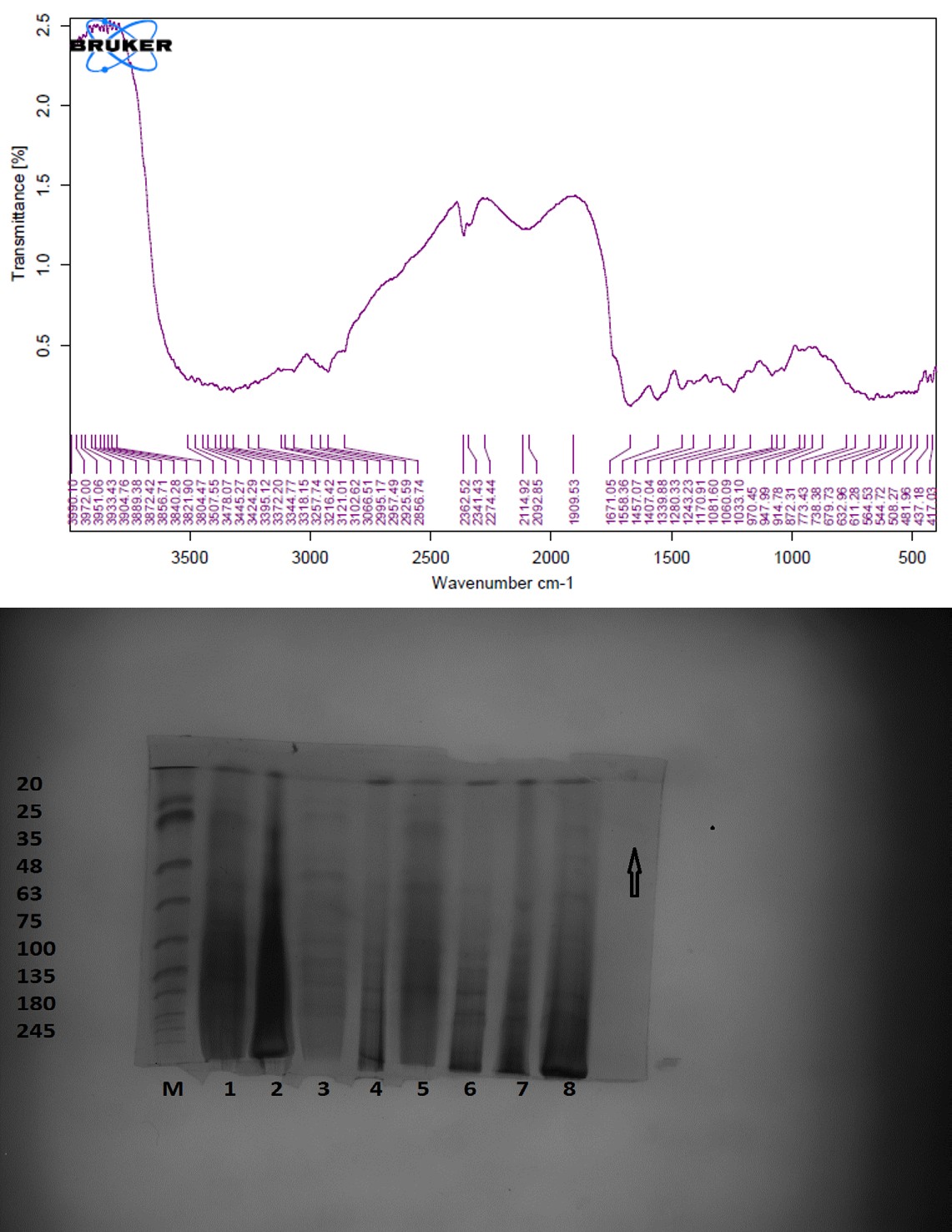 Figure 7: Collagen FTIR Spectra of Acid-Soluble Collagen Extracted from Heterotis niloticus Skin.