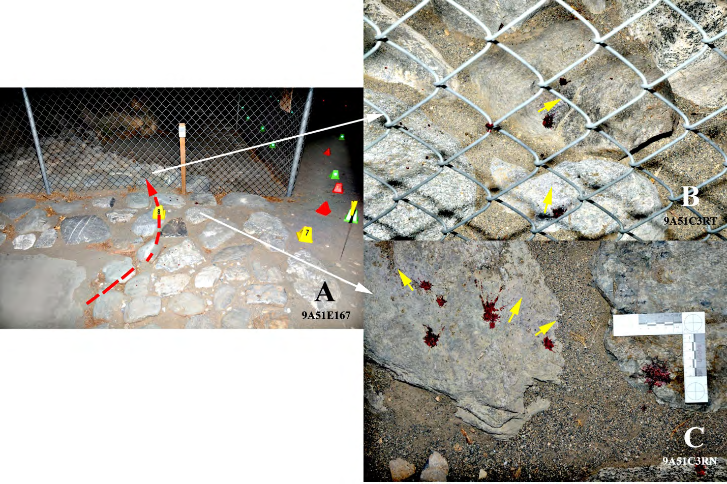 Figure 14: A. Image facing east showing Light’s bloodstain trail on the driveway rocks; the dashed arrow traces the blood trail between the rocky entry to the driveway and the chain link fence. B. Blood on the rocks on the east side of the chain link fence. C. Bloodstains on the rock of the driveway near the chain link fence; arrows represent the horizontal vector on the blood drops before impact; travel direction of a blood drop is indicated by spines that emanate from the main body of the blood drop when it hits a surface [12].