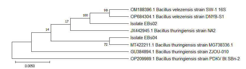 Figure 1: Ancestral relationship of Bacillus strains EBs02 (GenBank: OP975754) and EBs04 (GenBank: OP975750) with close relatives (16s rDNA).