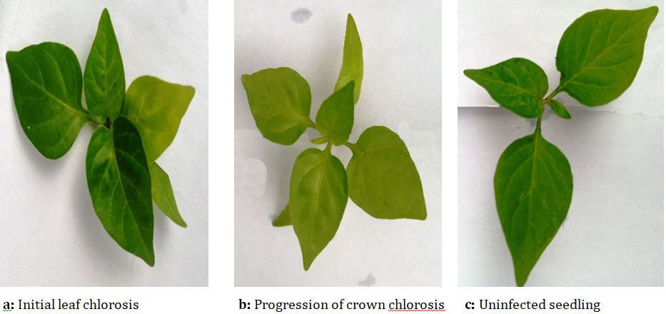 Figure 3: Pathogenesis of Emmia lacerata in pepper seedlings.