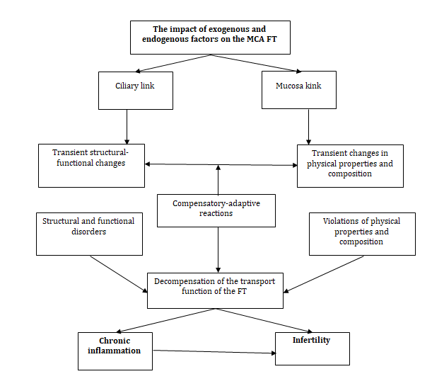 Figure 4: Mechanisms of Development of MCA FT Insufficiency and Infertility Under the Influence of Pathogenic Factors.
