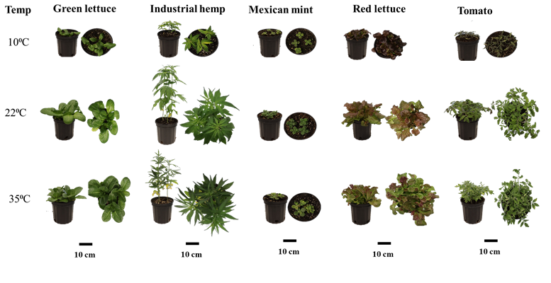 Figure 1: Response of green lettuce, industrial hemp, Mexican mint, red lettuce, and tomato to varying temperature regimes, 10°C, 22°C and 35°C.