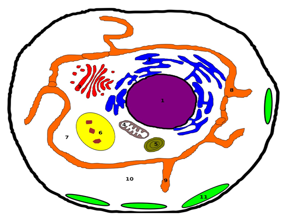 Figure 3: Plasmodium-Infected Red Blood Cells. 1-Nucleus. 2- Endoplasmic reticulum. 3- Golgi apparatus. 4- Mitochondria. 5- Apicoplaste. 6- Digestive vacuole. 7- Parasite cytoplasm. 8- Parasitophorous Vacuole. 9- Tubo- vesicular Networks. 10- RBC cytoplasm. 11- Maurer’s clefts.