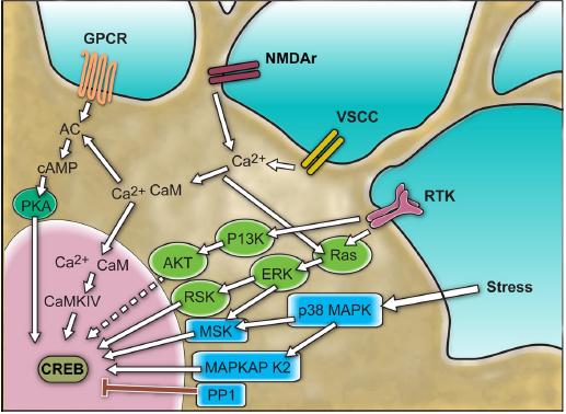 Figure 5: Activation of CREB. The most common and best elucidated is the cAMP- PKA pathway. Extracellular signals (ex: Hormones and neurotransmitters) activate heterotrimeric G-proteins, that directly stimulate AC, which can then catalyze the production of cAMP. cAMP then leads to the activation of PKA, which dissociates into active catalytic subunits which can diffuse into the nucleus and phosphorylated CREB [298, 299]. Additionally, growth factors can stimulate their respective receptors, which can lead to stimulation of RAF and the downstream kinases RAS, MEK and ERK. Activated ERK can them stimulate RSK to translocate to the nucleus to phosphorylate CREB. Furthermore, intracellular Ca++ can stimulate the PKA pathway (through calmodulin) or activate members of the Calmodulin-dependent kinase family (CcamK) which can phosphorylate CREB directly. Once activated, CREB controls the transcription of various important genes [300]. **Role of CREB in Neuronal Functioning:** Despite expression of CREB in different tissues, it plays a key role in the functioning of the nervous system**.** CREB- dependent expression of genes plays an important role in both the developing and mature nervous system. Three processes are involved in recovery of neural function: synaptic plasticity, neurogenesis and axon growth. The CREB and CRE-mediated system is important for all three processes. Target genes of CREB include many encoding metabolic enzymes, transcription factors, neurotransmitters, cell cycle-related proteins, cell survival-related molecules, growth factors, immune regulatory proteins and structural proteins [297].