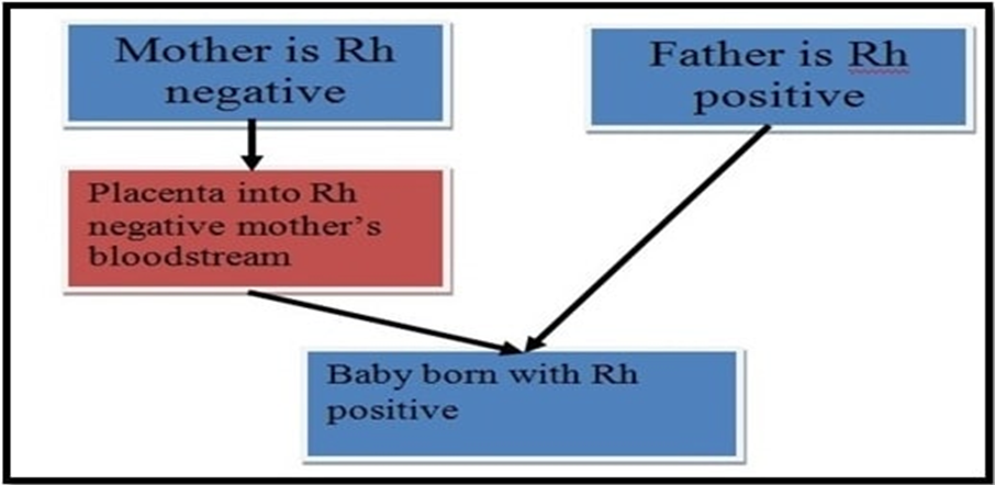 Figure 3: RH Factor Incompatibility.