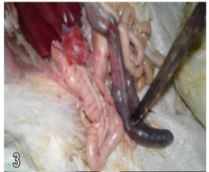 Figure 3: Caeca distended with blood from control chicks of group (5) at the age of 42nd day.