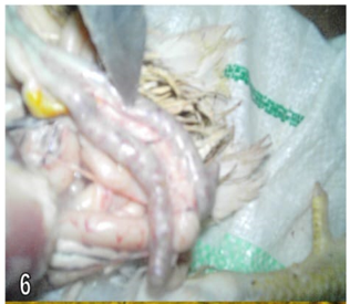 Figure 6: Caeca of experimental chicks (group 2) after 8th day of infection showing healing and slight Necrosis.