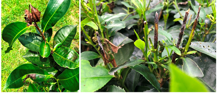 Figure 1: Dieback of Tea.