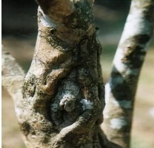 Figure 2: Branch Canker of Tea.