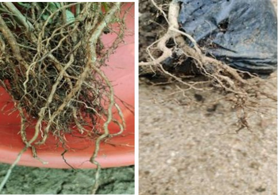Figure 6: Red root rot disease of Tea.