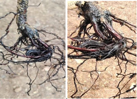 Figure 7: Brown root rot disease of Tea.