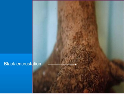 Figure 9: Tarry root rot disease of Tea.
