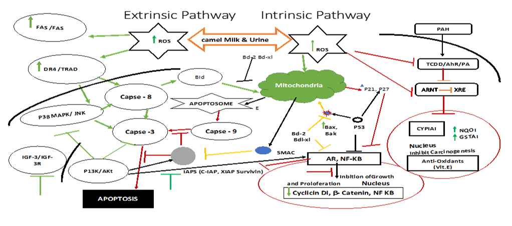 Figure 2: Possible pathways (Extrinsic and Intrinsic) and targets of anti-cancer properties of camel milk (CM). Camel Milk induce apoptosis in various cancer cells through extrinsic pathway by enhancing DR4 expression and ROS production, causing activation of c-Jun N-terminal kinases (JNK) and Caspases and in the intrinsic pathways mainly by enhancing ROS production that leads to activation of Caspases. Inhibition of carcinogenesis by down-regulating the induction of Cyp1a1, a cancer activating gene, and inducing Nqo1 and Gsta1, cancer protecting genes. Furthermore, activation of these pathways leads to the Inhibition of Cell cycle progression, proliferation and survival of cancer cells by interfering with the binding of insulin-like growth factor receptor, a known regulator of the phosphatidylinositol 3-kinase/Akt pathway as well as activation of Caspases, causing increase in Cyclin-dependent Kinase (CDK) inhibitor p21 and p27 protein levels. Activation by CM (green), CU (yellow), CM & CU (red); inhibition by CM (green), CU (yellow), CM & CU (red); ↑ increase, decrease. Adopted from Alebie g, et al. [58] and Khan MZ, et al. [59].