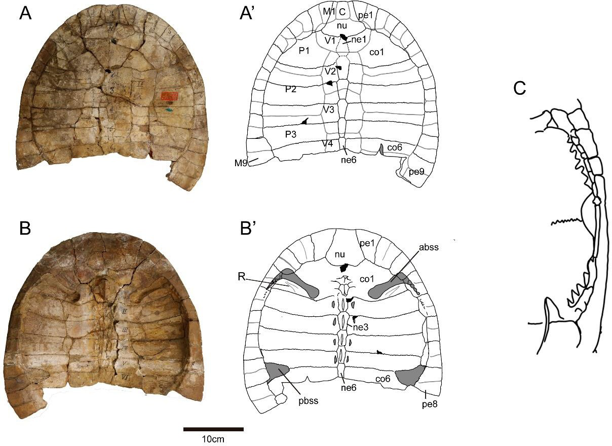 Figure 1: Parahydraspis paranensis holotype (YPM 1565). Photographs and drawings (A) dorsal and (B), visceral views of the carapace, (C) Wieland’s interpretation of plastral bridge redrawing from Wieland [46].