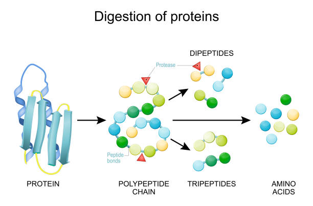 Figure 3: Enzymatic Digestion process of milk proteins.