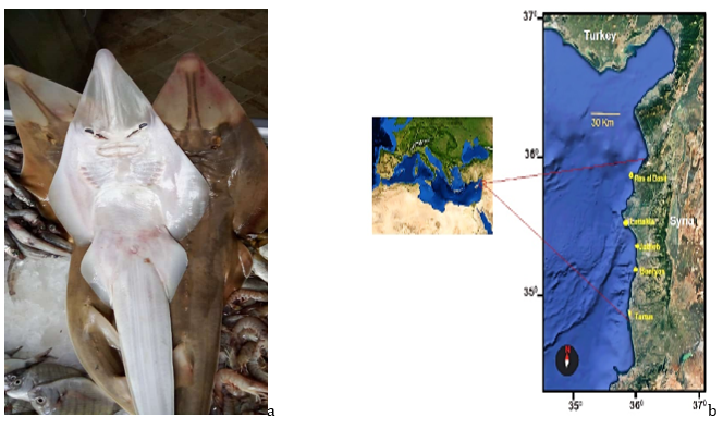Figure 1: a. Rhinobatos rhinobatos. b. Syrian seawaters (Eastern Mediterranean Sea).
