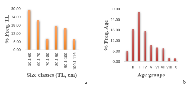 Figure 5: a. Total length frequency distribution (TL); b. Age composition for Rhinobatos rhinobatos in Syrian seawaters.