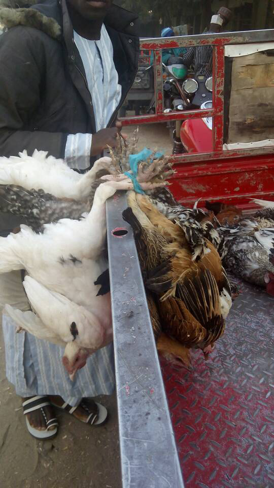 Figure 3: Village chickens of both sexes tied and cramped together hawked in wheelbarrow in live birds market, Maiduguri.