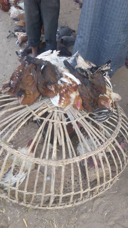 Figure 6: Village chickens of different age groups tied together and laid down presented for sale in live bird market, Maiduguri.