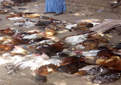 Figure 9: Village chickens mixed with other poultry species cramped together in and on top of a car arrived live bird market in Maiduguri from neighboring state live bird markets.