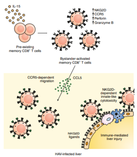 Figure 1: Bystander-activated memory CD8+ T cells, driven by IL-15 and CCR5 induce NKG2D-mediated liver damage during acute Hepatitis A Virus infection.