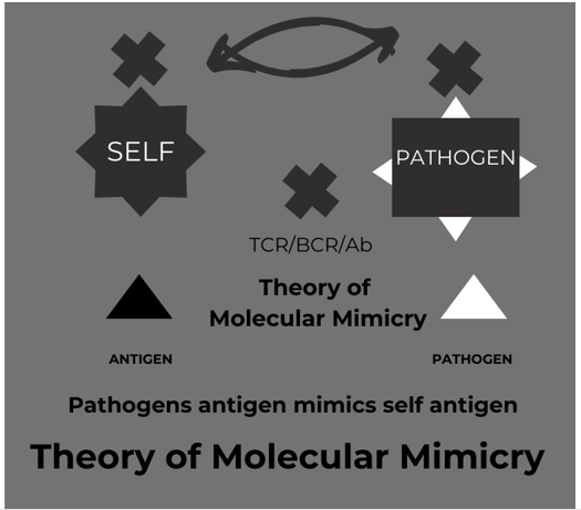 Figure 2: Overview of mechanisms of autoimmune diseases, highlighting molecular mimicry and bacterial pathogenesis (created in canva.com accessed on 19 December 2024).