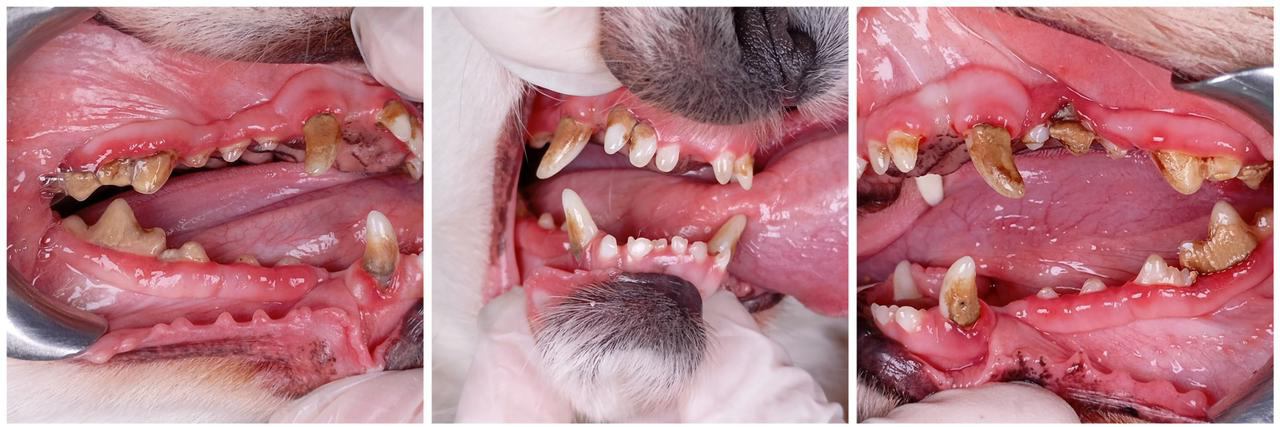 Figure 1: Appearance of teeth and oral cavity in right lateral, frontal and left lateral positions during clinical evaluation.