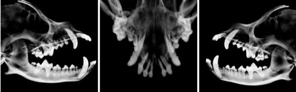Figure 2: Cone beam computed tomography. Right sagittal section, frontal view and left sagittal view.