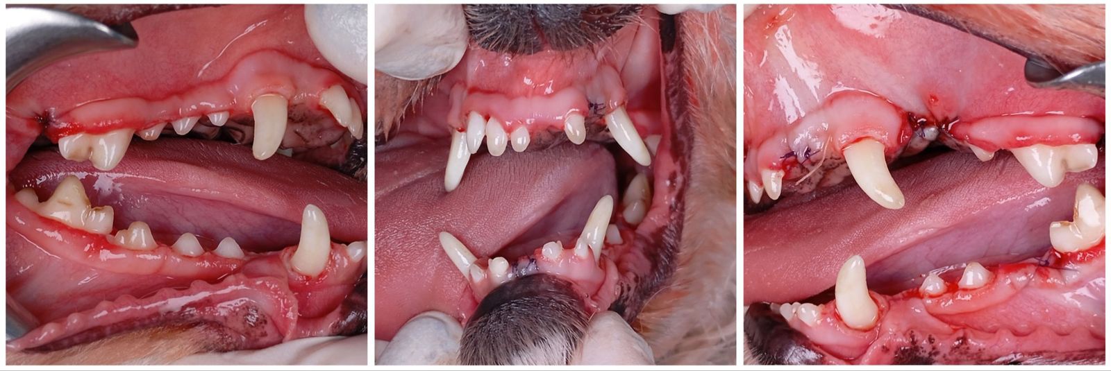 Figure 4: Appearance of teeth and oral cavity in right lateral, frontal and left lateral positions after dental treatment.