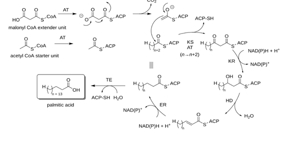Figure 3: Fatty acid biosynthesis. This image is licensed under creative commons attribution.