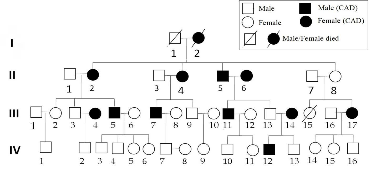 Figure 1: A family pedigree with CAD. Filled symbols indicated affected individuals.