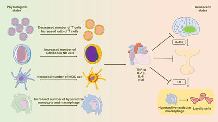 Figure 1: Courtesy Reference No-55-Diagram Illustrating the Influence of Immune Senescence-Induced Inflammaging on Testosterone Synthesis in Leydig Cells. Aging Profoundly Affects Peripheral Blood Immune Cells, Inducing Notable Alterations in T Cells, NK Cells, Dendritic Cells, Monocytes, and Macrophages. This Shift Leads to an Elevated Presence of Pro-Inflammatory Immune Cells and an Excessive Production of Pro-Inflammatory Cytokines, Subsequently Influencing the Regular Functionality of the Hypothalamic-Pituitary-Gonadal (HPG) Axis Via the Circulatory System. Testicular Macrophages, Under the Influence of Senescence, Transition Towards the M1 Subtype (Hyperactivated), Characterized by Heightened Secretion of Abundant Pro-Inflammatory Factors. These Factors are then Released Through Paracrine Signaling, Directly Impacting the Functionality of Leydig Cells.