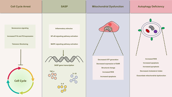 Figure 2: Courtesy Reference No-55-Illustrates the Schematic Depiction of Senescence-Induced Alterations in Leydig Cells. Leydig Cell Senescence Manifests a Spectrum of Modifications, Encompassing Cell Cycle Arrest, The Emergence of Senescence-Associated Secretory Phenotypes (SASP), Mitochondrial Dysfunction, and Autophagy Deficiency. These Alterations Also Play a Crucial Role in the Development of Testicular Inflammaging, Leading to Substantial Inhibition of Leydig Cell Function.