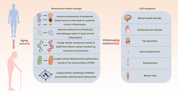 Figure 3: Courtesy Reference No-55-Schematic Representation Depicting the Interrelation between Inflammaging and Late-Onset Hypogonadotropic Hypogonadism (LOH). As Aging Progresses, Alterations in Peripheral Blood Immune Cells, Testicular Macrophages, and Leydig Cells Become Pronounced, Creating a Milieu of Widespread and Localized Inflammation. This State, Termed Inflammaging, Disrupts the Intricate Process of Testosterone Synthesis within Leydig Cells, Consequently Initiating and Advancing the Development of LOH in Aging Males.