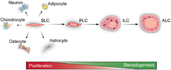 Figure 4: Courtesy Reference No-125-The Differentiation and Steroidogenic Processes of ALCS. In Rat Testes, the Differentiation of Adult Leydig Cells Includes Four Stages: SLCs, PLCs, ILCs, and ALCs. SLCs are Capable of Self-Renewal but not of Producing Androgens. PLCs Can Proliferate 4 Rounds and Synthesize Androsterone as A Major Product. ILCs Proliferate Only Once and Produce 5α-Androstane-3α, 17β-Diol as a Major Product. ALCs Lose The Ability to Proliferate and Produce Testosterone as a Final Product. The Wedge Icons Represent the Proliferative or Steroid-Producing Ability of Leydig Cells. SLC: Stem Leydig Cell; PLC: Progenitor Leydig Cell; ILC: Immature Leydig Cell; ALC: Adult Leydig Cell.
