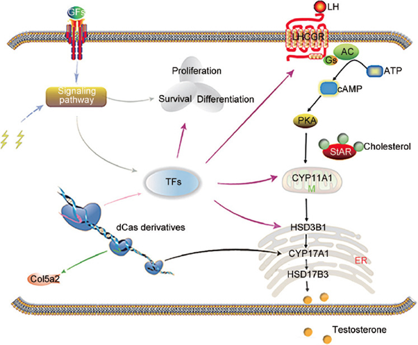 Figure 6: Courtesy reference no-125-Diagram of Leydig-like cells generated from host cells using chemicals, growth factors, and CRISPR/Cas9 technologies. The CRISPR/Cas derivatives are capable of simultaneously activating or repressing targeted genes. Growth factors or chemicals can regulate the expression of genes and biological process by mediating signaling pathways. Growth factors or chemicals (agonists or antagonists) can regulate the biological function and gene expression by mediating signaling pathways. The CRISPR/Cas9 system, growth factor, and chemical promote synergistically the host cell reprogramming into steroid-producing Leydig-like cells. Lightning icon represents the agonists or antagonists of signaling pathways. CRISPR/Cas: clustered regularly interspaced short palindromic repeats and CRISPR-associated protein 9; Col5a2: collagen type V alpha 2 chain; GFs: growth factors; TFs: transcription factors; M: mitochondria; ER: endoplasmic reticulum; LH: luteinizing hormone; LHCGR: luteinizing hormone/choriogonadotropin receptor; ATP: adenosine triphosphate; Gs: G proteins; AC: adenylyl cyclase; cAMP: cyclic adenosine monophosphate; PKA: protein kinase A; StAR: steroidogenic acute regulatory protein.