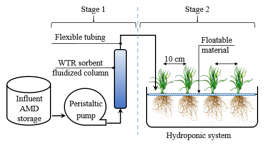 Figure 4: The hydroponic study was conducted in batch mode over a 30-day period under ambient weather conditions in Southern Illinois. A transparent cover was erected over the setup to minimize dilution from precipitation, and the water level was regularly maintained by adding deionized water to compensate for evaporation losses. At the end of the 30-day study, the net growth of the vetiver plant root and shoot. Harvested vetiver was triple- washed with deionized water, and separated into shoot and root fractions. Plant tissue analysis was performed to evaluate metal uptake and translocation. The multi-element dry ash method [17] was employed to prepare the plant samples for total metal(loid) analysis using ICP-MS.