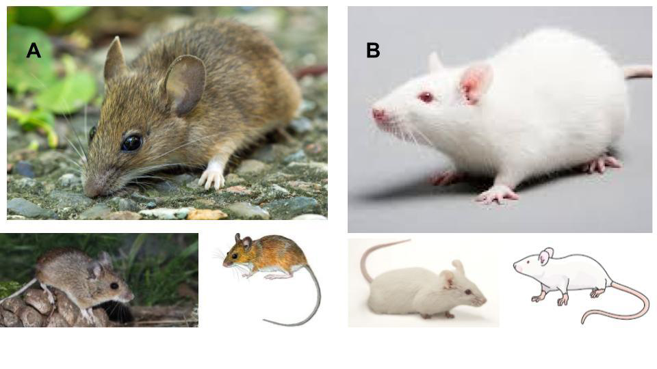 Figure 1: Picture depicted the two rodent strains compared in this study, which are familiarly related but they are notoriously different. In picture (A), the undomesticated Apodemus Sylvaticus, with very large and awake dark eyes, bigger head, quite autonomous front limbs, surprising agility to jump and speed of movements. In picture (B) the domestic Mus Musculus, albino mouse with red delicate eyes, very curious about their immediate reality, are much more collaborative and cooperative to produce numbers and graphs for Neuroscientists.