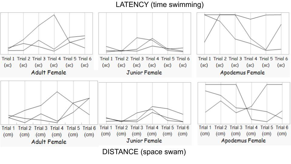 Figure 2: Graphs showing the general performance of the three groups in the six different trials. In the upper row the values about the time (seconds) the animals were in the water swimming until finding the platform. It is noticeable how the domestic groups (adults and junior) show equivalent values, while the Apodemus Sylvaticus had their own style and performance. The same for the length (centimeters) the animals swan (low row). In trial 3 AS seemed to understand the game having a similar value to the other groups, but their performances got different again, perhaps showing their main interest was not so much to get on the platform but rather to escape.