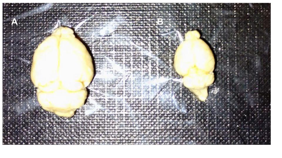 Figure 7: Picture showing the differences in size of the encephalon of a female Apodemus sylvaticus (A) and an adult female Mus Musculus (about 3 months old). The brain in the left picture is weighing about 2 grams while the brain in the right does not reach a gram of weight.