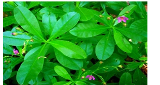 Figure 1: Tallinum futicosum (Bioltif and Edward 2020).