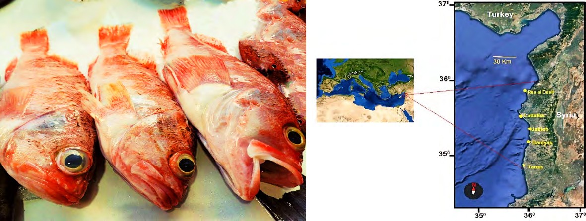 Figure 1: A. Helicolenus dactylopterus. B. Syrian coast (Eastern Mediterranean Sea). Age and Maturity The study conducted by Hamwi [7,8] employed a Multilayer Perceptron artificial neural network model configured as (1, 10, 2) to estimate the maturity and age of the _Helicolenus_ _dactylopterus_ species. This revised network model used the fish’s total length as the input parameter (Figure 2).