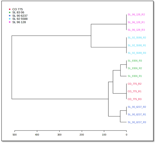 Figure 4: Hierarchical clustering dendrogram (Distance measure: Euclidean; Clustering algorithm: average).