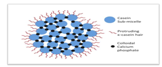 Figure 2: Casein micelle and sub-micelle (hairy model).