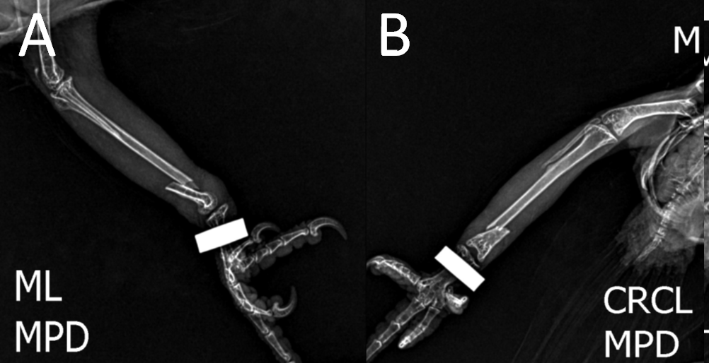 Figure 1: Radiographic image of a complete, short oblique fracture in the distal third of the right tibiotarsus in a Blue-fronted Amazon parrot (A. aestiva). A. Mediolateral radiographic projection; B. Craniocaudal radiographic projection. (Source: Hospital Veterinário Pet Fauna).