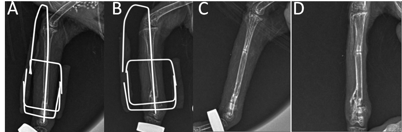 Figure 4: Radiographic images showing consolidation and remodeling of the right tibiotarsus in a A. aestiva at 48 days postoperatively. A. Mediolateral radiographic projection; B. Craniocaudal radiographic projection. (Source: Hospital Veterinário Pet Fauna).