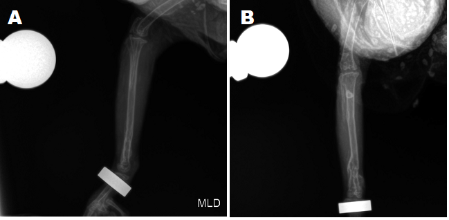 Figure 5: Radiographic images of the right tibiotarsus in a A. aestiva at 91 days postoperatively. The distal region shows the presence of a bony callus in the distal third and remodeling of the tibiotarsus. A. Mediolateral radiographic projection; B. Craniocaudal radiographic projection. (Source: Hospital Veterinário Pet Fauna).