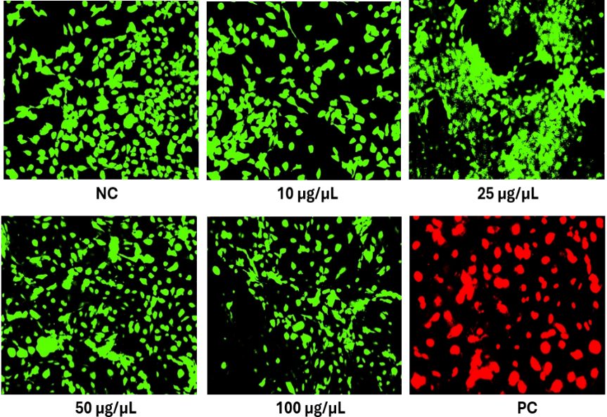 Figure 4: Live/Dead assay representing the viability of H460 cells treated with spirulina polypeptides.